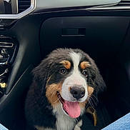Amber a rejoint le concours — aidez-le/la à gagner de superbes lots ! dog, puppy, bernese_mountain_dog, car_interior, dashboard, footwell, tongue_out, happy, pet, animal, black_fur, white_fur, brown_fur, sitting, close_up, front_seat, vehicle, jeans, indoors, cute