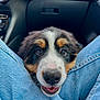 Amber a rejoint le concours — aidez-le/la à gagner de superbes lots ! puppy, dog, car_interior, jeans, blue_jeans, close_up, pet, cute, happy, smiling, animal, canine, seat, dashboard, travel, companion, friendly, young_dog, indoor, looking