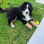 Amber a rejoint le concours — aidez-le/la à gagner de superbes lots ! dog, puppy, bernese_mountain_dog, grass, tennis_ball, outdoor, pet, animal, cute, fluffy, black, white, brown, playing, young, lying_down, nature, summer, garden, canine