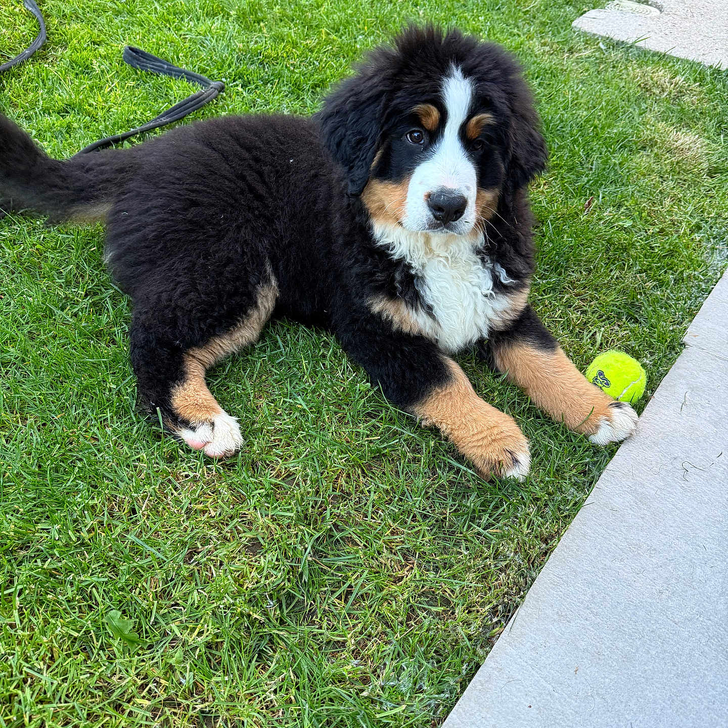 Amber a rejoint le concours — aidez-le/la à gagner de superbes lots ! animal, bernese_mountain_dog, black, brown, canine, cute, dog, fluffy, garden, grass, lying_down, nature, outdoor, pet, playing, puppy, summer, tennis_ball, white, young
