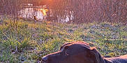 Luna participe au concours pour gagner de l'argent avec cette photo : dog, black_dog, tongue_out, grass, sunset, nature, outdoor, pond, bushes, field, sunlight, peaceful, animal, pet, canine, collar, side_view, relaxing, scenic, daylight