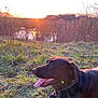 dog, black_dog, tongue_out, grass, sunset, nature, outdoor, pond, bushes, field, sunlight, peaceful, animal, pet, canine, collar, side_view, relaxing, scenic, daylight