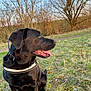 Luna a rejoint le concours — aidez-le/la à gagner de superbes lots ! dog, black_dog, canine, pet, animal, grass, outdoor, nature, trees, sky, sunlight, tongue_out, collar, sitting, alert, fur, muzzle, snout, ears, field
