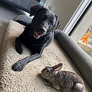 Luna a rejoint le concours — aidez-le/la à gagner de superbes lots ! dog, rabbit, pet, animal, indoor, cozy, bed, friendship, black_dog, gray_rabbit, fur, relaxing, living_room, window, sunlight, cute, companion, domestic_animal, floor, home