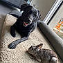 dog, rabbit, pet, animal, indoor, cozy, bed, friendship, black_dog, gray_rabbit, fur, relaxing, living_room, window, sunlight, cute, companion, domestic_animal, floor, home