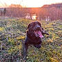 Luna a rejoint le concours — aidez-le/la à gagner de superbes lots ! dog, black_dog, grass, sunset, nature, outdoor, tongue_out, happy, animal, canine, field, sunlight, moss, relaxing, pet, daylight, smiling, playful, landscape, fur