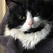 Kahina a rejoint le concours — aidez-le/la à gagner de superbes lots ! cat, black_and_white, fluffy, close_up, pet, feline, resting, soft_texture, indoor, cozy, eyes, whiskers, fur, animal, domestic, portrait, relaxed, cute, mammal, face