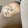Prince is registered to the contest to win money with this photo: adorable, animal, cat, couch, cozy, curled_up, cute, domestic_animal, fur, furniture, home, indoor, kitten, nap, orange_tabby, pet, relaxing, resting, sleeping, small