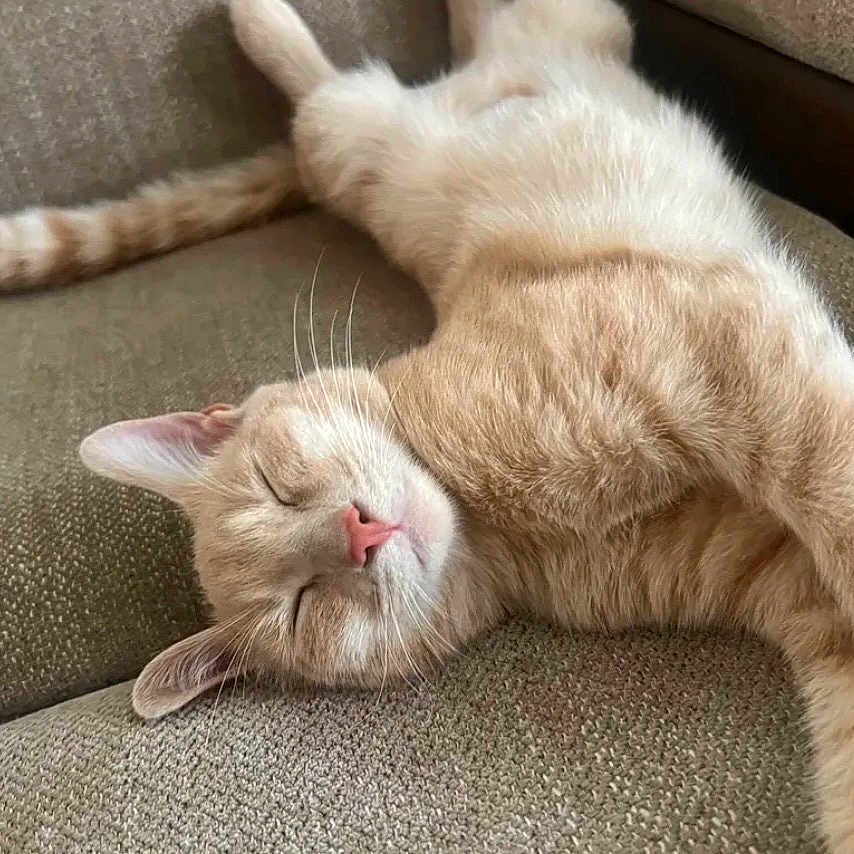 Prince