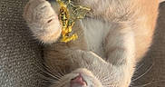 Prince is registered to the contest to win money with this photo: animal, candy_wrapper, cat, closeup, cute, ears, eyes, fabric, fur, indoor, kitten, lying_down, orange_cat, paw, pet, playful, small, texture, whiskers, young
