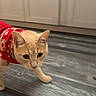Prince joined the competition — help win amazing prizes! animal, cabinet, cat, cautious, curious, cute, domestic_cat, ears, feline, floor, home, indoor, kitchen, orange_tabby, pet, red, sweater, walking, whiskers, wooden_floor