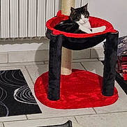 éden participe au concours pour gagner de l'argent avec cette photo : cat, tabby_cat, cat_tree, red, black, indoor, pet, feline, fur, relaxed, home, floor, rug, toy, window, radiator, plant, decor, tile_floor, animal