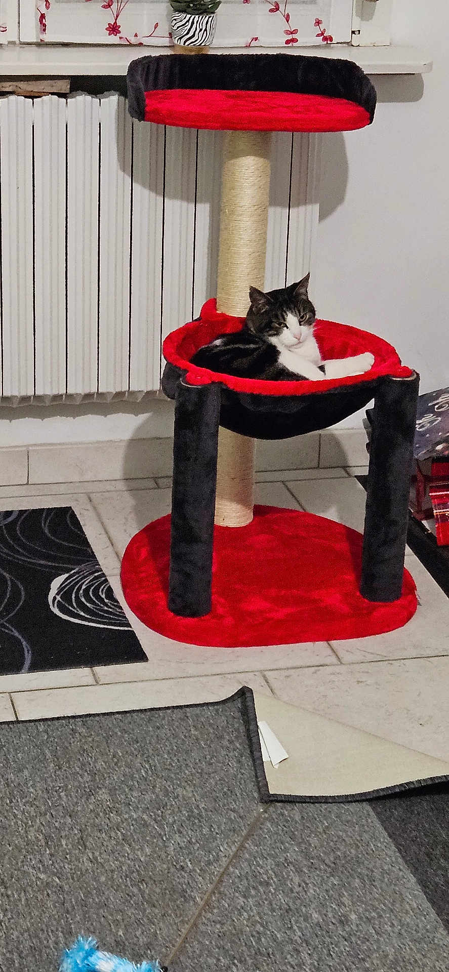 éden participe au concours pour gagner de l'argent avec cette photo : cat, tabby_cat, cat_tree, red, black, indoor, pet, feline, fur, relaxed, home, floor, rug, toy, window, radiator, plant, decor, tile_floor, animal
