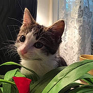 Jazzie joined the competition — help win amazing prizes! animal, cat, closeup, cozy, cup, curious, curtains, cute, domestic, greenery, indoor, kitten, lace_curtains, pet, plant, red_ribbon, soft_light, table, whiskers, young_cat