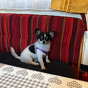 Orphée participe au concours pour gagner de l'argent avec cette photo : canidae, carnivore, cat, companion_dog, couch, dog, dog_breed, fawn, furniture, mammal, puppy, sporting_group, table, toy_dog