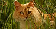 Léo a rejoint le concours — aidez-le/la à gagner de superbes lots ! cat, orange_cat, grass, greenery, nature, outdoor, animal, pet, whiskers, ears, eyes, feline, fur, closeup, camouflage, plants, wildlife, curious, mammal, portrait