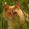 cat, orange_cat, grass, greenery, nature, outdoor, animal, pet, whiskers, ears, eyes, feline, fur, closeup, camouflage, plants, wildlife, curious, mammal, portrait