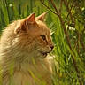 cat, orange_cat, fluffy, grass, greenery, outdoor, nature, animal, pet, feline, whiskers, ears, side_view, sunlight, blurred_background, plants, leaves, closeup, portrait, calm