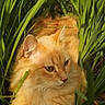 cat, orange_cat, animal, pet, grass, greenery, outdoor, nature, sunlight, feline, fluffy, portrait, relaxed, closeup, whiskers, ears, eyes, muzzle, fur, calm