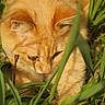 cat, orange_cat, grass, outdoor, nature, animal, pet, curious, fur, green, sunlight, close_up, whiskers, mammal, wildlife, eye, head, plant, daylight, focus