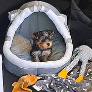 Azur a rejoint le concours — aidez-le/la à gagner de superbes lots ! animal, blanket, comfort, companion, couch, cozy, cute, dog, fur, furniture, home, indoor, pet_bed, plush_toy, puppy, relaxed, resting, small_dog, soft_toy, toy