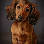Nialla participe au concours pour gagner de l'argent avec cette photo : dog, puppy, dachshund, pet, animal, portrait, cute, fluffy, ears, brown, fur, face, eyes, sitting, looking, studio, soft_lighting, adorable, closeup, indoor