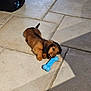 Nialla a rejoint le concours — aidez-le/la à gagner de superbes lots ! puppy, dog, toy, blue_bone, floor, tile_floor, indoor, pet, chewing, brown_dog, small_dog, cute, playing, shadow, animal, young_dog, canine, fur, pet_toy, house