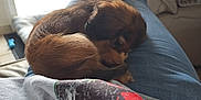 Nialla a rejoint le concours — aidez-le/la à gagner de superbes lots ! puppy, dog, sleeping, curled_up, lap, blue_jeans, tshirt, indoor, couch, window, cozy, relaxing, brown_dog, pet, home, casual_clothing, fur, small_dog, resting, comfort