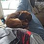 puppy, dog, sleeping, curled_up, lap, blue_jeans, tshirt, indoor, couch, window, cozy, relaxing, brown_dog, pet, home, casual_clothing, fur, small_dog, resting, comfort