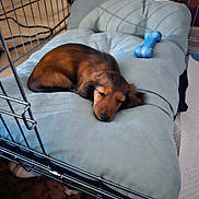 Nialla a rejoint le concours — aidez-le/la à gagner de superbes lots ! puppy, dog, sleeping, dachshund, bed, crate, toy, blue_bone, indoor, pet, cozy, resting, fur, cushion, animal, cute, small_dog, relaxing, nap, fenced_area