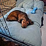 puppy, dog, sleeping, dachshund, bed, crate, toy, blue_bone, indoor, pet, cozy, resting, fur, cushion, animal, cute, small_dog, relaxing, nap, fenced_area