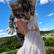 Pacha a rejoint le concours — aidez-le/la à gagner de superbes lots ! kitten, cat, animal, pet, hand, sweater, sky, clouds, outdoor, nature, greenery, landscape, cute, fur, whiskers, paw, portrait, daylight, blue_sky, holding