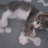 Pacha participe au concours pour gagner de l'argent avec cette photo : animal, blur, cat, cozy, cute, feline, fur, gray, indoor, kitten, pattern, paw, pet, resting, sleeping, small, soft, whiskers, white, young