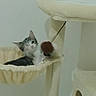 Pacha a rejoint le concours — aidez-le/la à gagner de superbes lots ! cat, cat_tree, hammock, fuzzy_ball, indoor, pet, animal, feline, relaxed, beige, gray, white, soft, blurry, cozy, resting, toy, home, cute, small