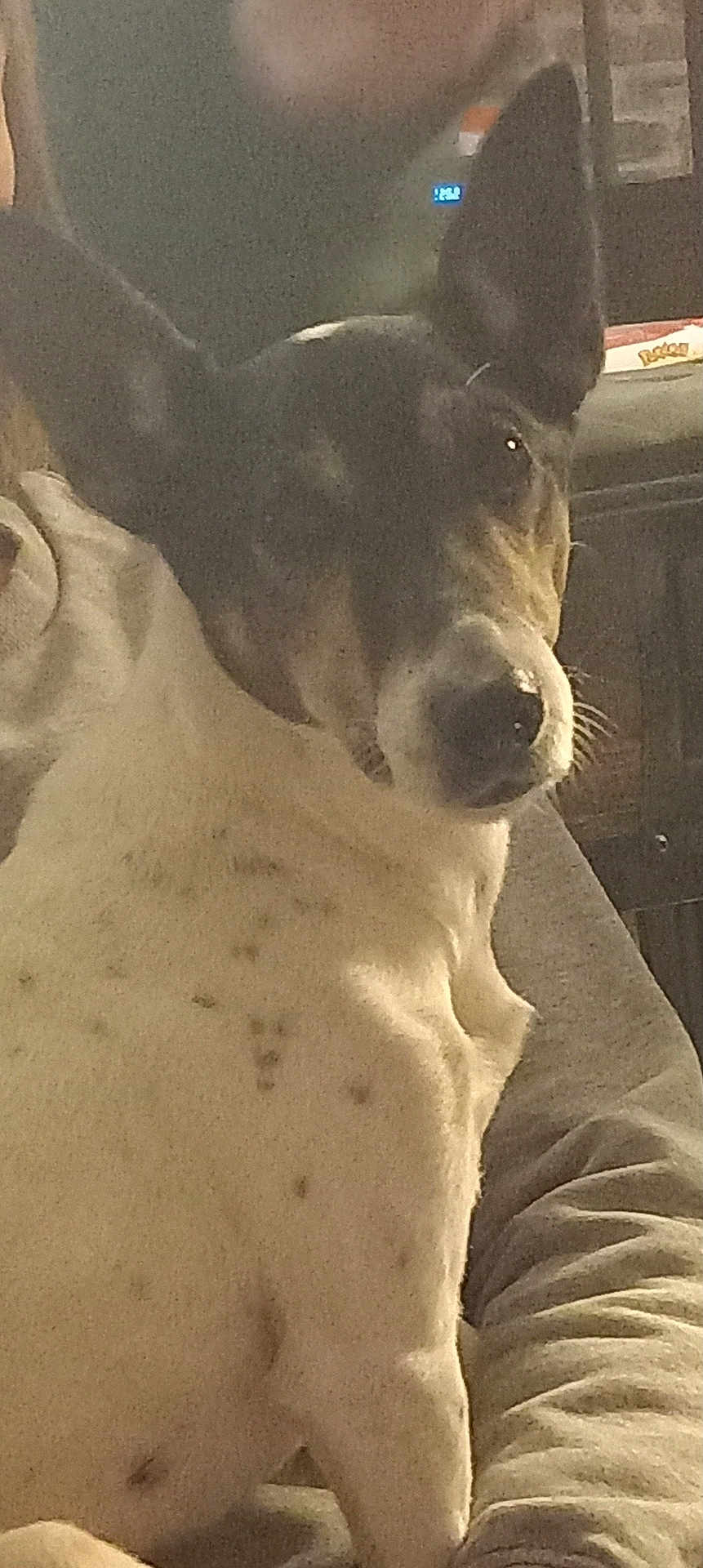 Neyo participe au concours pour gagner de l'argent avec cette photo : dog, pet, animal, ears, white_spots, lap, indoor, cozy, close_up, furry, snout, sitting, companion, friend, portrait, canine, domestic, household, mammal, fur