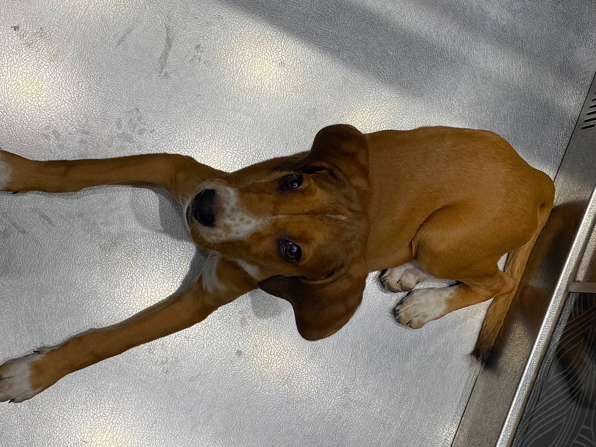 Luna a rejoint le concours — aidez-le/la à gagner de superbes lots ! balance, canidae, carnivore, companion_dog, dog, dog_breed, ear, fawn, jaw, liver, non_sporting_group, paw, pet_supply, snout, sporting_group, tail, terrestrial_animal, wood, working_animal