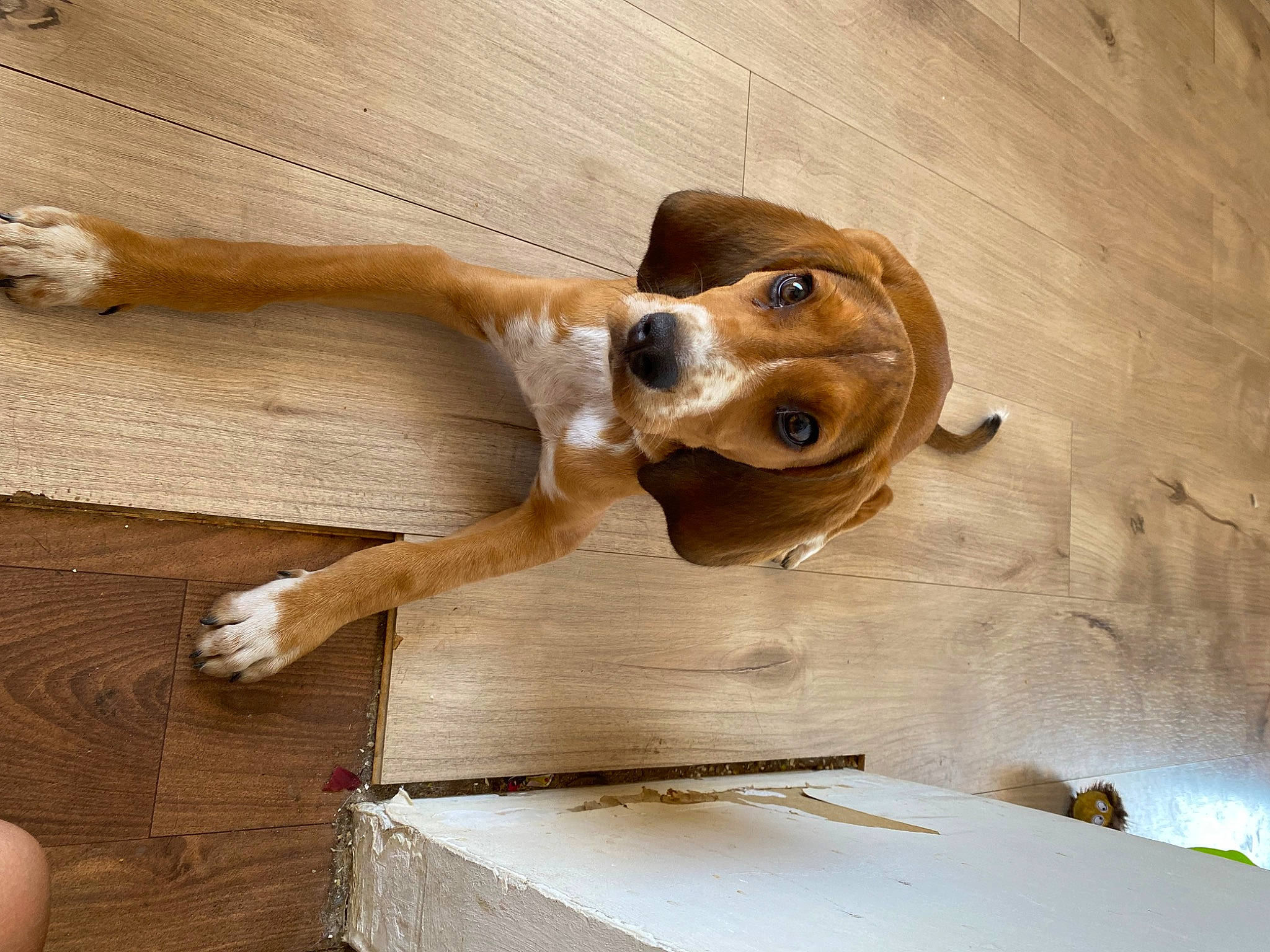 Luna a rejoint le concours — aidez-le/la à gagner de superbes lots ! canidae, carnivore, companion_dog, dog, dog_breed, door, fawn, flooring, hardwood, liver, metal, plank, plywood, snout, sporting_group, varnish, wood, wood_flooring, wood_stain, working_animal