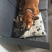 Loulou participe au concours pour gagner de l'argent avec cette photo : dog, cat, pillow, mickey_mouse, cushion, chair, pet, animal, indoor, floor, tile, resting, snuggling, brown_dog, striped_cat, curious_cat, relaxed_dog, furniture, collar, paw
