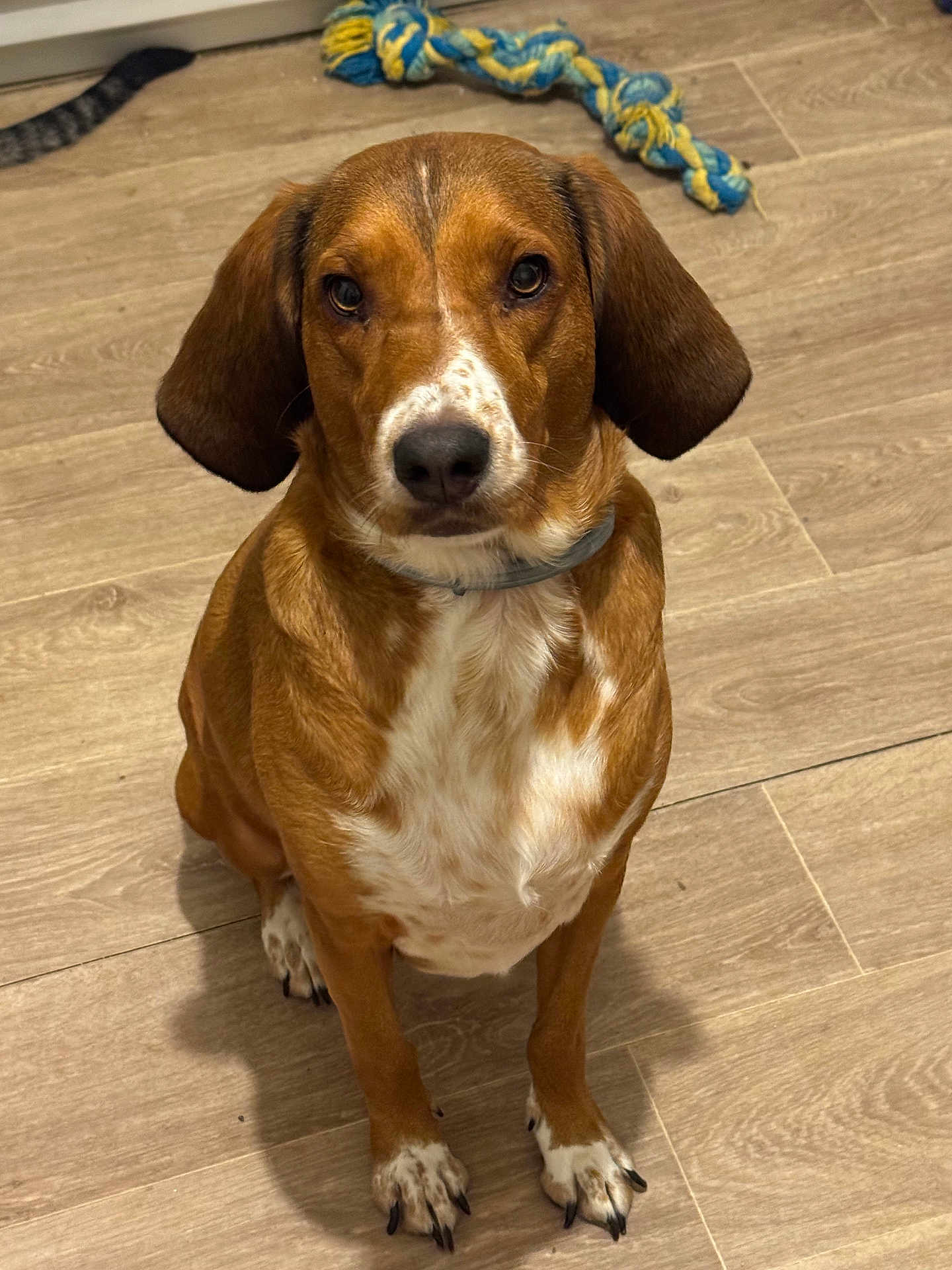 Loulou a rejoint le concours — aidez-le/la à gagner de superbes lots ! dog, brown, white, sitting, floor, wood_floor, toy, rope_toy, pet, indoor, collar, paw, cute, animal, looking_at_camera, ears, snout, domestic_animal, playful, canine