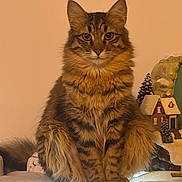 Sonic a rejoint le concours — aidez-le/la à gagner de superbes lots ! cat, tabby, fluffy, sitting, indoor, feline, pet, fur, whiskers, ears, paws, decor, winter, miniature_house, tree, soft_lighting, holiday, cozy, domestic, animal