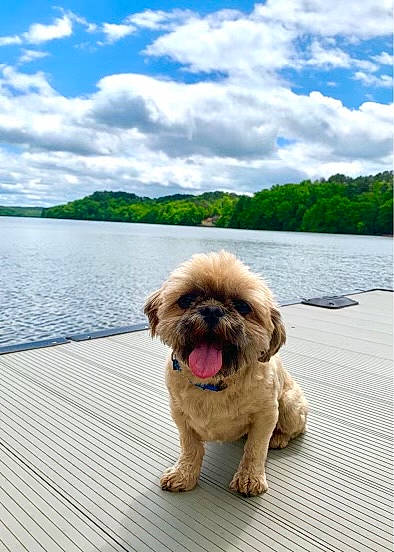 Abbie joined the competition — help win amazing prizes! canidae, carnivore, cloud, companion_dog, cumulus, dog, dog_breed, fawn, grass, lake, liver, shih_tzu, sky, snout, sporting_group, toy_dog, tree, water, wood, working_animal