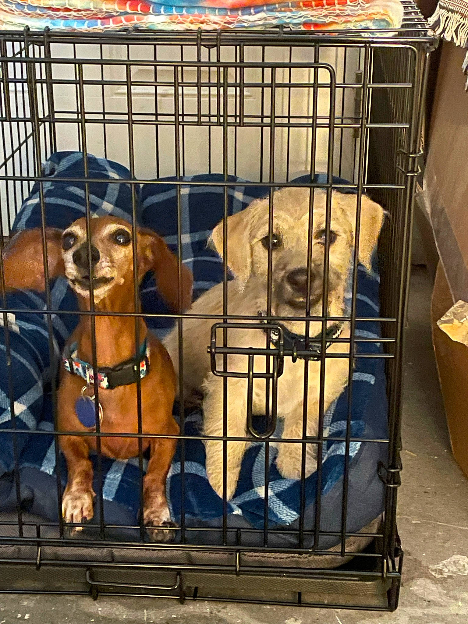 Rosco joined the competition — help win amazing prizes! animal_shelter, cage, canidae, carnivore, companion_dog, dog, dog_breed, dog_crate, dog_supply, fawn, kennel, liver, mammal, pet_supply, service, snout, sporting_group, toy, vertebrate, working_animal