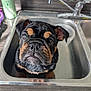 dog, puppy, sink, kitchen_sink, faucet, tile_backsplash, shampoo_bottle, bowl, water, wet_fur, expressive_eyes, closeup, portrait, pet, grooming, looking_up, indoor, countertop, stainless_steel, adorable