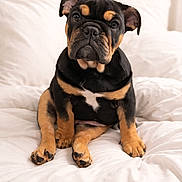 Nova participe au concours pour gagner de l'argent avec cette photo : dog, puppy, bulldog, pet, portrait, bed, bedding, white_bed, paws, front_paws, wrinkled_face, ears, nose, eyes, sitting, indoor, cozy, cute, animal, domestic_pet