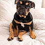 dog, puppy, bulldog, pet, portrait, bed, bedding, white_bed, paws, front_paws, wrinkled_face, ears, nose, eyes, sitting, indoor, cozy, cute, animal, domestic_pet