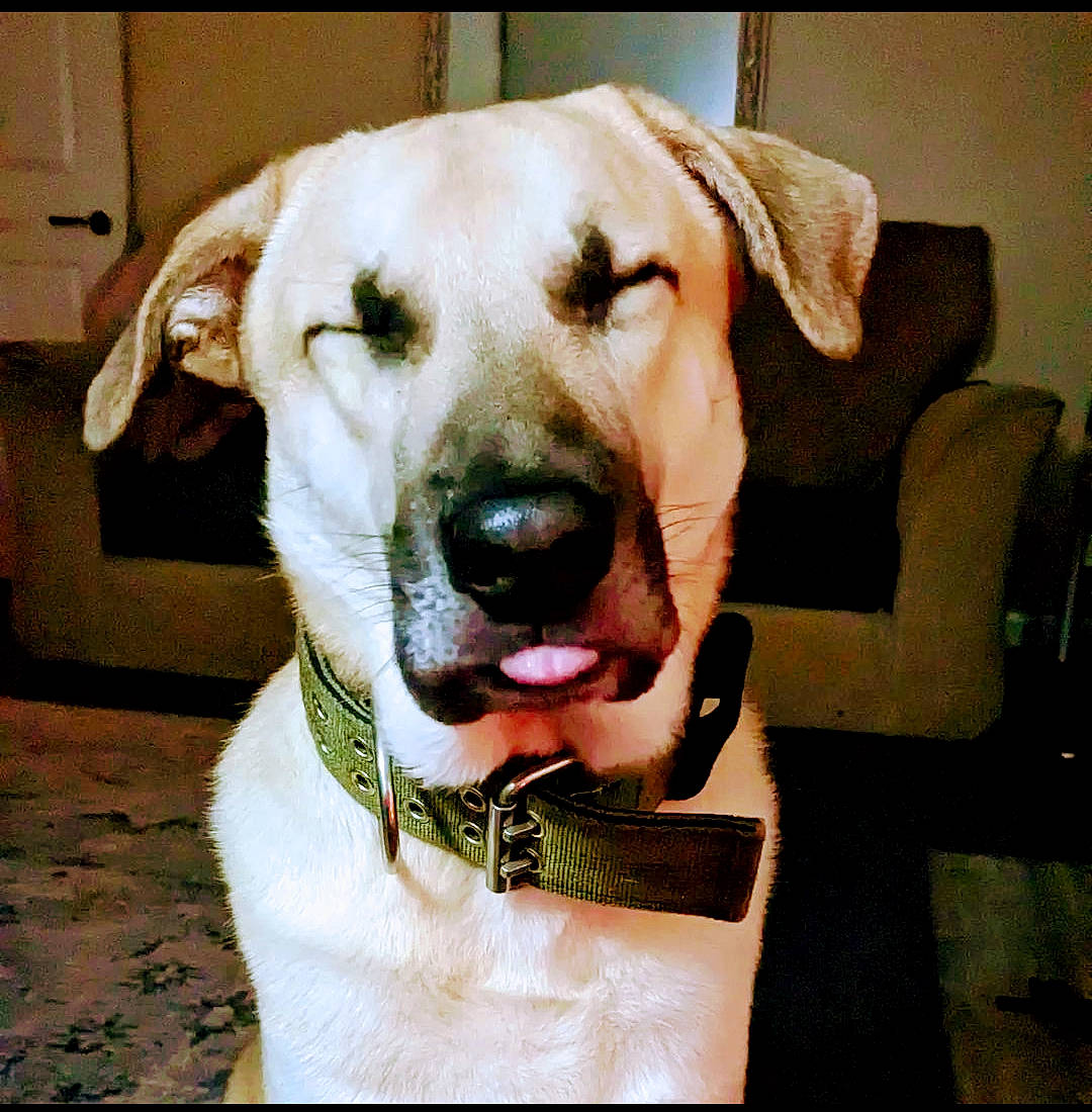 Dax is registered to the contest to win money with this photo: canidae, carnivore, collar, companion_dog, dog, dog_breed, dog_collar, ear, fawn, fur, gun_dog, happy, non_sporting_group, pet_supply, retriever, selfie, snout, sporting_group, whiskers, working_animal