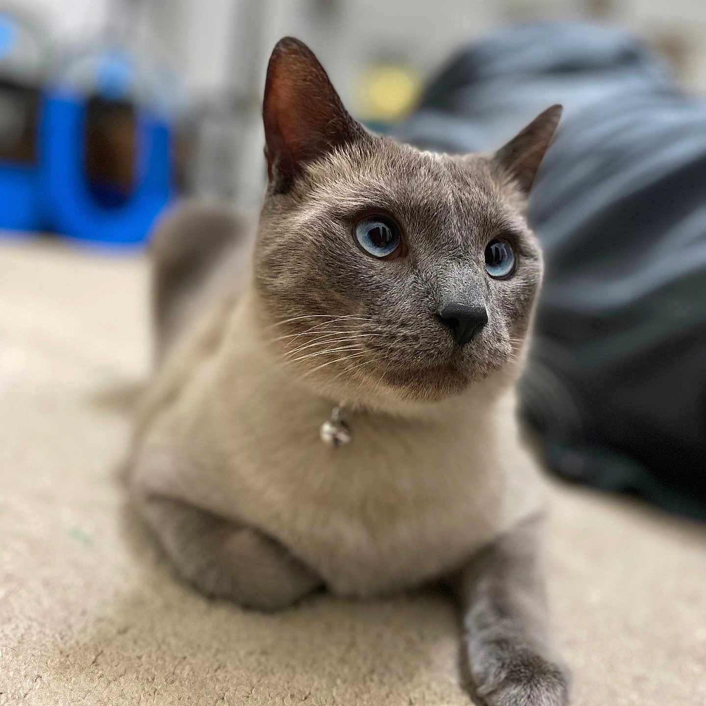 Louie is registered to the contest to win money with this photo: animal, blue_eyes, carpet, cat, closeup, collar, cute, domestic_animal, ears, feline, fur, indoor, mammal, paw, pet, portrait, relaxed, siamese_cat, soft_focus, whiskers