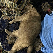 Louie is registered to the contest to win money with this photo: animal, blue_cloth, cat, comfort, couch, cozy, domestic_animal, feline, fur, home, indoor, nap, patterned_rug, pet, pillow, relaxation, resting, sleeping, soft_texture, striped_pillow