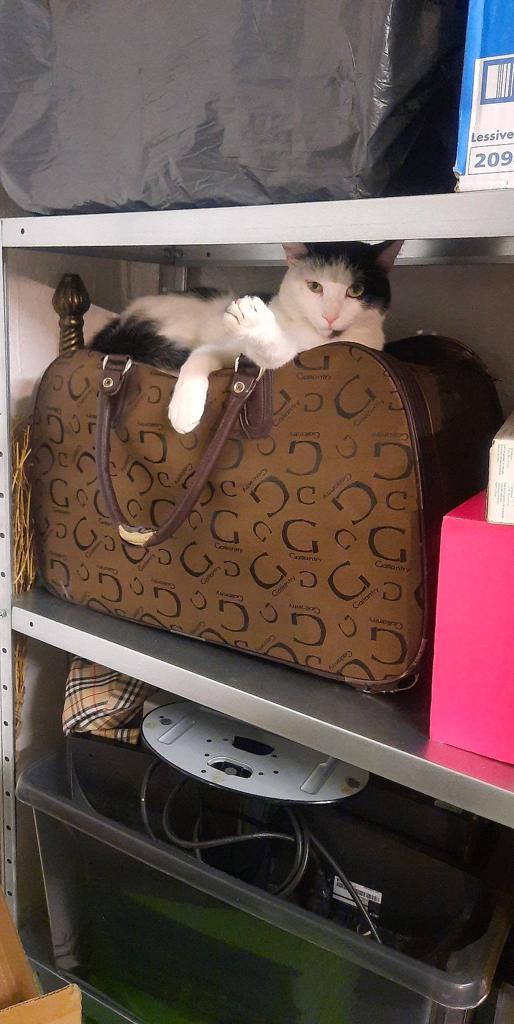 Kuro Yuki participe au concours pour gagner de l'argent avec cette photo : audio_equipment, bag, baggage, box, carnivore, cat, chest_of_drawers, comfort, computer_monitor, drawer, electronic_instrument, felidae, luggage_and_bags, metal, office_equipment, shipping_box, small_to_medium_sized_cats, television_set, whiskers, wood