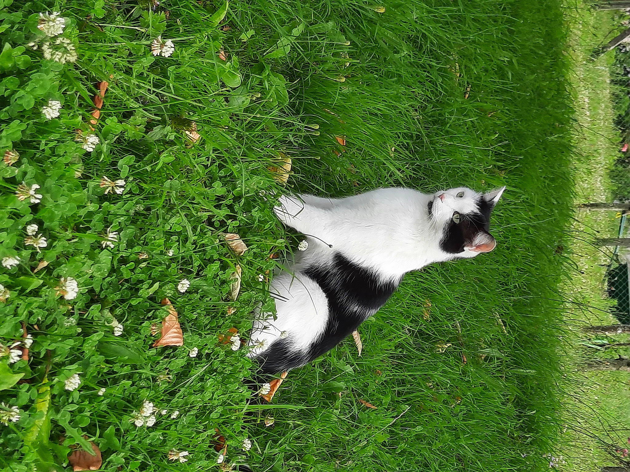 Kuro Yuki participe au concours pour gagner de l'argent avec cette photo : canidae, carnivore, collar, companion_dog, dog, dog_breed, flower, grass, grassland, groundcover, hunting_dog, non_sporting_group, pasture, plant, shrub, sporting_group, tail, terrestrial_animal, working_animal, yard